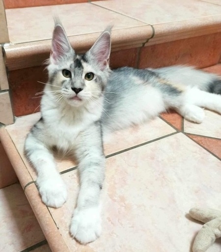3 Monate - 3 months Onlydream Lady Godiva Winerau