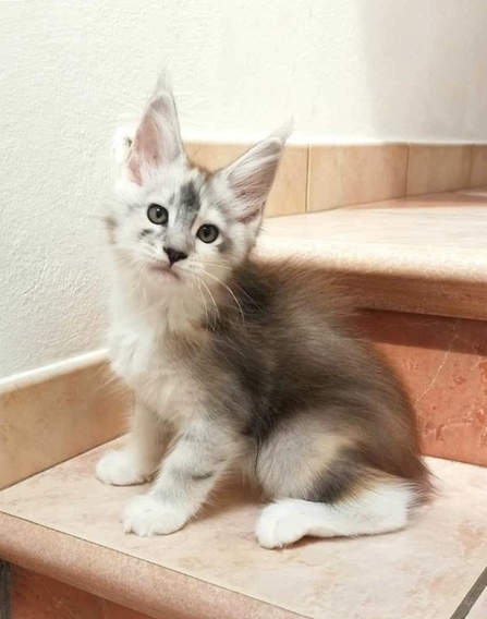 7 Wochen - 7 weeks Onlydream Lady Godiva Winerau