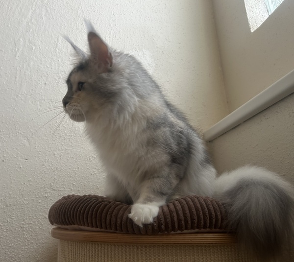 1,5 Jahre - 1,5 years Onlydream Lady Godiva Winerau