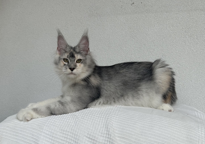 5 Monate - 5 months Onlydream Lady Godiva Winerau
