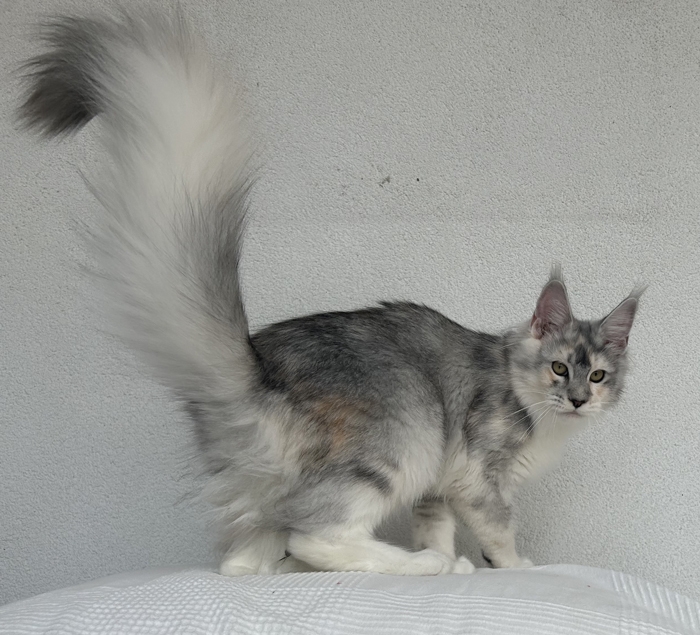 5 Monate - 5 months Onlydream Lady Godiva Winerau