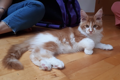 16 Wochen - 16 weeks A Flashpaw's Pokterface - Winerau
