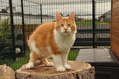 4,5 Monate - 4,5 months A Flashpaw's Pokterface - Winerau