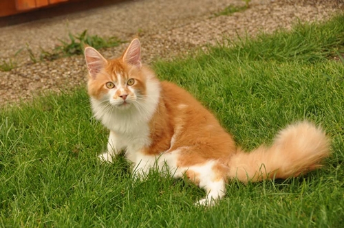 4,5 Monate - 4,5 months A Flashpaw's Pokterface - Winerau