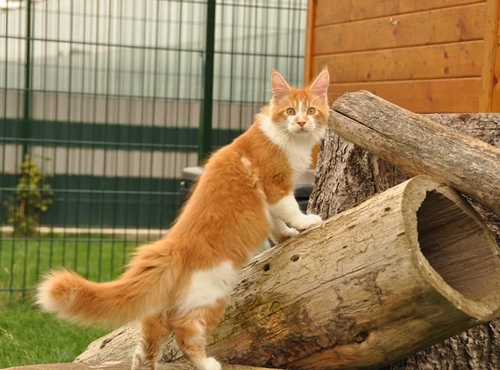 4,5 Monate - 4,5 months A Flashpaw's Pokterface - Winerau