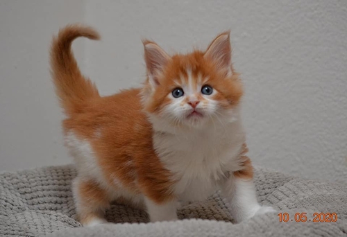 5 Wochen - 5 weeks A Flashpaw's Pokterface - Winerau
