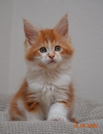 8 Wochen - 8 weeks A Flashpaw's Pokterface - Winerau