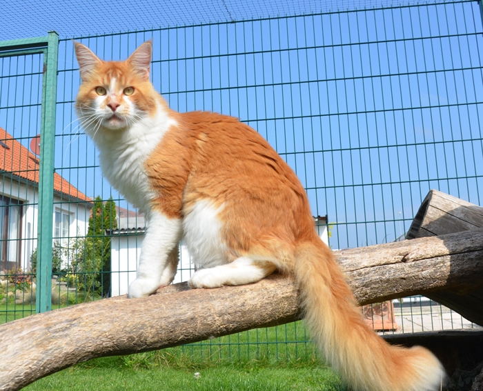 1,5 Jahre - 1,5 years A Flashpaw's Pokterface - Winerau