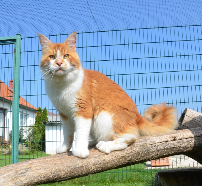 1,5 Jahre - 1,5 years A Flashpaw's Pokterface - Winerau