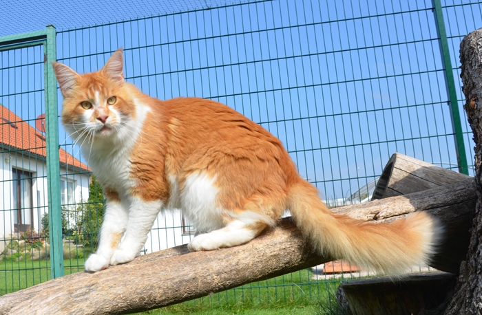 1,5 Jahre - 1,5 years A Flashpaw's Pokterface - Winerau
