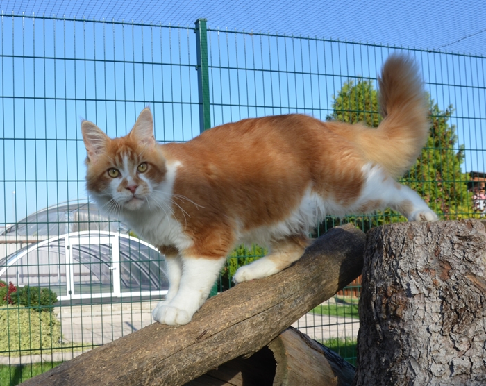 7 Monate - 7 months A Flashpaw's Pokterface - Winerau