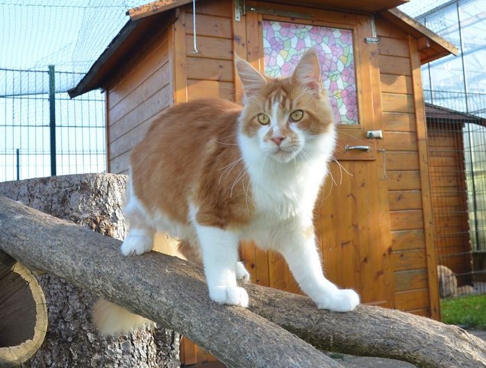 7 Monate - 7 months A Flashpaw's Pokterface - Winerau