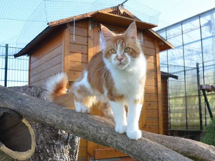 7 Monate - 7 months A Flashpaw's Pokterface - Winerau