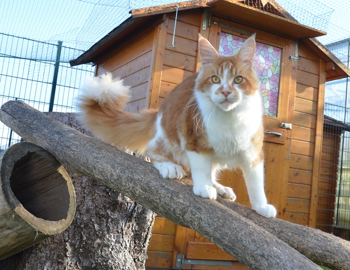 7 Monate - 7 months A Flashpaw's Pokterface - Winerau