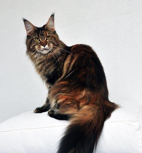 maine_coon_quendy