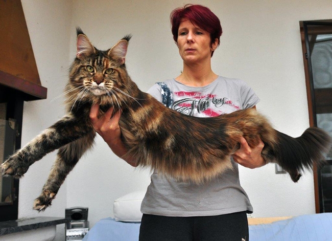 maine_coon_quendy