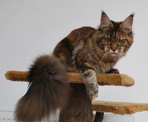 maine_coon_quendy