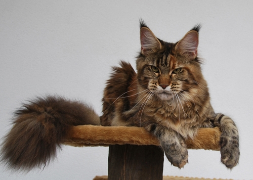 maine_coon_quendy