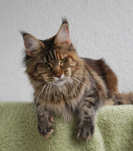 maine_coon_quendy