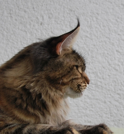 maine_coon_quendy