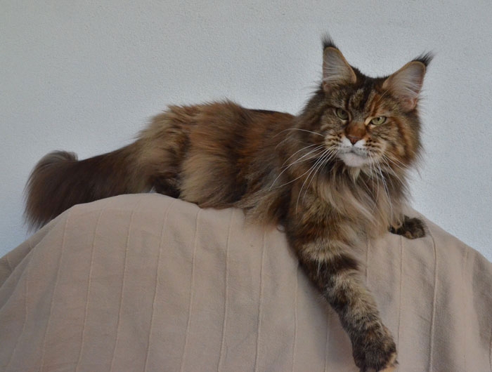 maine_coon_quendy