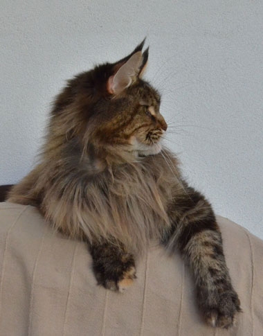 maine_coon_quendy