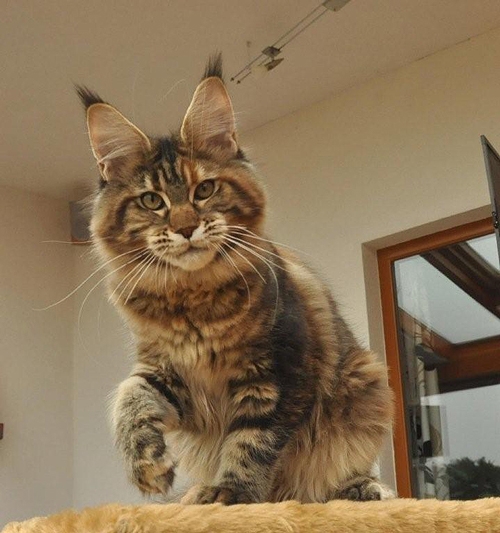 maine_coon_quendy