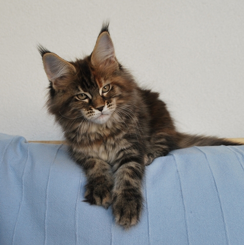 maine_coon_quendy