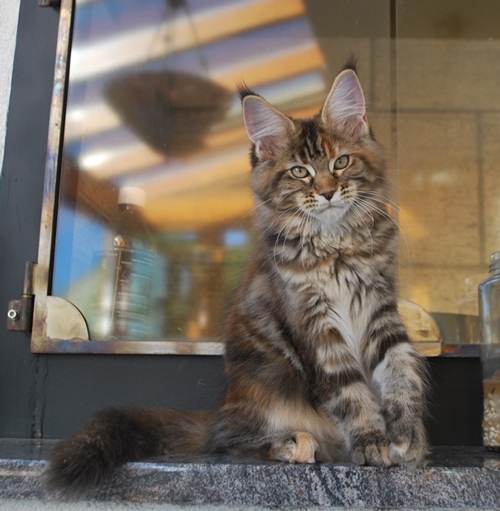 maine_coon_quendy