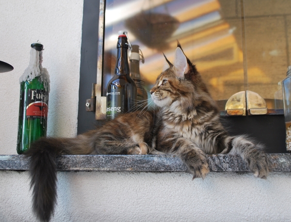 maine_coon_quendy