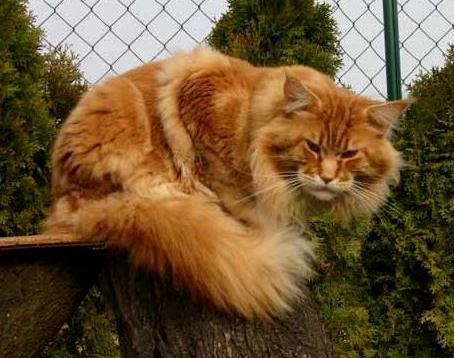 maine_coon_quiggley