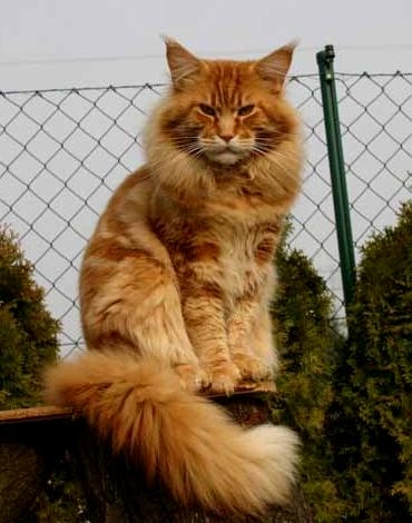 maine_coon_quiggley