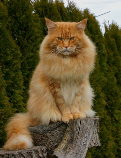 maine_coon_quiggley