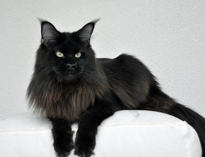 maine_coon_quintus