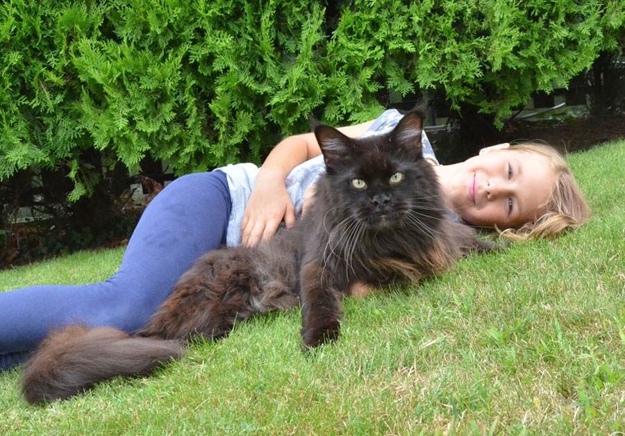 maine_coon_quintus