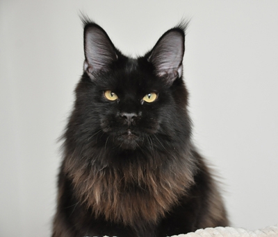 maine_coon_quintus