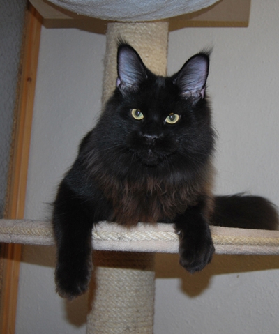 maine_coon_quintus