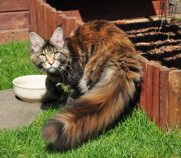 maine_coon_ruby