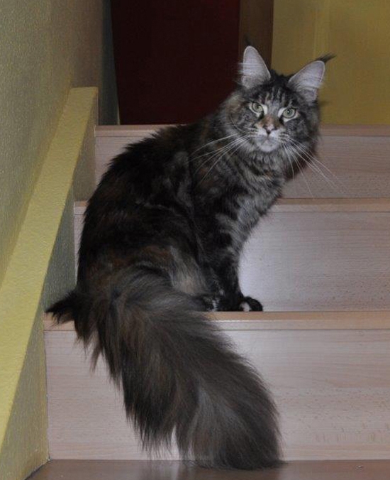 maine_coon_ruby