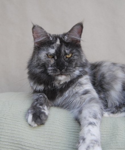 maine_coon_tracy