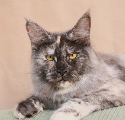 maine_coon_tracy