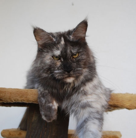 maine_coon_tracy