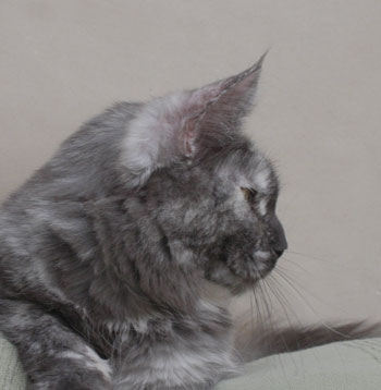 maine_coon_tracy