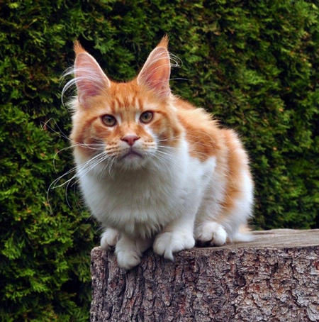 maine_coon_try