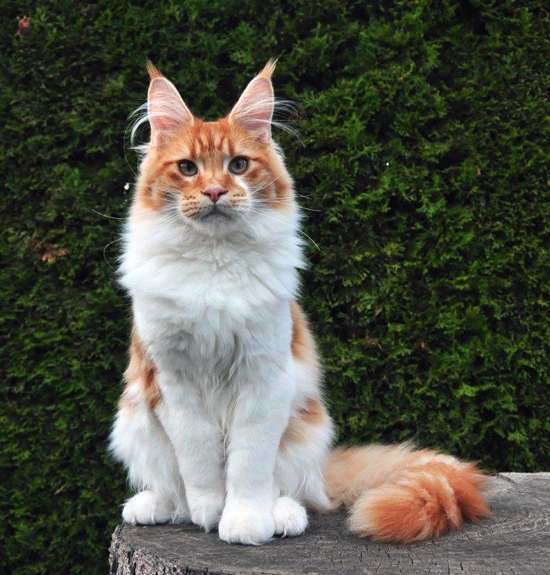 maine_coon_try