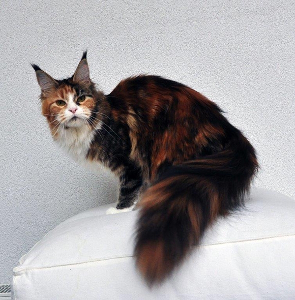 maine_coon_viva