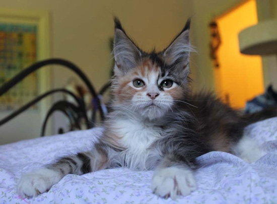 maine_coon_viva